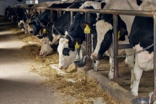 낙농장에 있는 소 사진 무료 다운로드 - Lovepik 낙농장에 있는 소