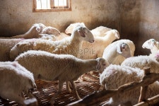 농장의 흰 염소 사진 무료 다운로드 - Lovepik 농장의 흰 염소