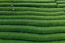 Zhejiang Longwu Tea Garden에서 차를 따는 마을 사람들의 항공... Zhejiang Longwu Tea Garden에서 차를 따는 마을 사람들의 항공 사진