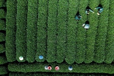 Zhejiang Longwu Tea Garden에서 차를 따는 마을 사람들의 항공... Zhejiang Longwu Tea Garden에서 차를 따는 마을 사람들의 항공 사진