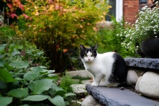  정원의 소 고양이