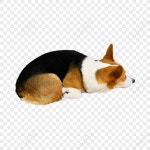 용감한 친절한 Waleski.,애견,솜털,동물 PNG 일러스트 무료 다운로드 - Lovepik 용감한 친절한 Waleski.,애견,솜털,동물