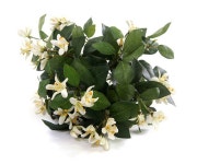 더리얼스 엠데코:대한민국 대표 플라워 종합쇼핑몰 [더리얼스 엠데코] 조화 쟈스민 꽃 자스민 재스민 조화꽃 스테파노티스 부쉬 40cm 12개 세트... 