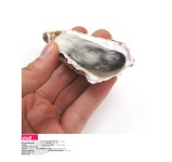 대표 플라워 종합쇼핑몰 [더리얼스 엠데코] 국내수작업 리얼 석화 생 굴 모형 8.5cm 3개 세트 인조 조갯살 음식모형 일식 횟집 식당 뷔페 데코 조개