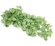 더리얼스 엠데코:대한민국 대표 플라워 종합쇼핑몰 [더리얼스 엠데코] 조화 페페로미아 넝쿨 바인 80cm 12개 세트 인조 식물 담쟁이 덩쿨 덩굴... 