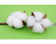 더리얼스 엠데코:대한민국 대표 플라워 종합쇼핑몰 [더리얼스 엠데코] 조화 컬러 목화 솜 코튼 조화꽃 번들 4H 65cm 5색 택1 꽃장식 고급조화... 