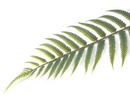 대표 플라워 종합쇼핑몰 [더리얼스 엠데코] 조화 아레카 야자 나무 가지 110cm 12개 세트 인조 야자수 열대 인조나무 팜 식물 조화나무 팜트리가지