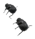 더리얼스 엠데코:대한민국 대표 플라워 종합쇼핑몰 [더리얼스 엠데코] 쇠똥구리 딱정벌레 소똥구리 말똥구리 모형 6.5cm 곤충 모형 장식 자석... 