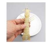 더리얼스 엠데코:대한민국 대표 플라워 종합쇼핑몰 [더리얼스 엠데코] 인조 쏙 새우 모형 갯가재 새우가재 18cm 탁새 뻥설게 털치 딱새우 딱딱한... 