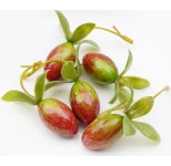 더리얼스 엠데코:대한민국 대표 플라워 종합쇼핑몰 [더리얼스 엠데코] 컬러 올리브 열매 모형 레드 그린 3.1cm 5개 세트 인조 노아시 도조 보리수... 