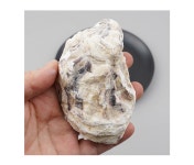 더리얼스 엠데코:대한민국 대표 플라워 종합쇼핑몰 [더리얼스 엠데코] 석화 굴 모형 11.3cm 모조 조개 껍질 해산물 횟집 식당 장식 데코 꾸미기