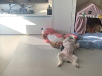 개팔자가 상팔자