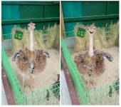 강릉 대관령 아기동물농장