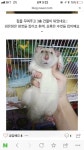 래트 너무 귀여워요