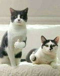 고양이 따봉