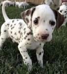 귀여운 새끼 달마시안