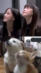 강아지상 vs 고양이상