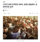 키우던 닭에 공격받은 60대, 심폐소생술에도 심장마비로 숨져 ㄷㄷ