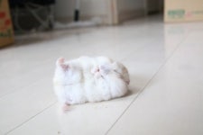 발라당