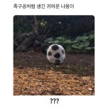 축구공처럼 생긴 귀여운 냐옹이
