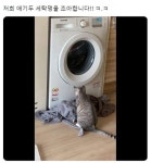 멍때리는 고양이
