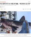 부산 앞바다서 또 3m 대형 상어 출몰…배 갈라보니 답 나와