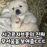 시고르자브종의 무서움