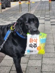 대형견의 용도