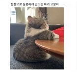 심쿵 아기고양이