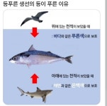 등푸른 생선이 등이 푸른 이유