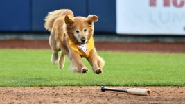 Around the Minors: The week of June 7 | MiLB.com Around the Minors: The week of June 7