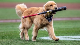Nationals call up Bruce the bat dog for Major League debut Nats calling up Bruce the Bat Dog from Triple-A ... really