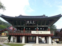 [초특가] 영월 붉은메밀꽃잔치, 제천 모산비행장 가을꽃잔치, 의림지 치유숲길 당일여행