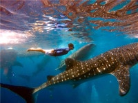 모두투어 - [항공포함][4인이상단독X우리가족여행] 세부 제이파크 리조트 5일(막탄 가든 뷰+리조트식 1회+노쇼핑) 01/09 APPP01KEF1