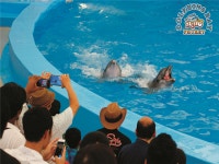 푸켓의 맛 wIth 야시장 5성급 그랜드머큐어 슈페리어룸 3박5일 (산호섬 허브사우나 마사지) : 인터파크투어