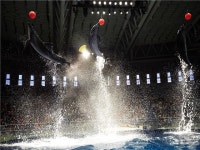 모두투어 - [제주 오미자+한라봉차 증정] 마라도 제주여행 3일_아스타호텔 06/08 DCKS2AKO9M