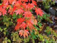 설악산 주전골 단풍트레킹, 홍천은행나무숲 당일여행