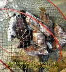 동검레저바다낚시터 4월 27일 조황정보