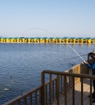 동검레저바다낚시터 5월 23일 조황정보