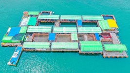 가두리좌대낚시 - 8/13 도비도 부흥호좌대 조황