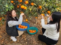 강진군, “새콤달콤 겨울의 맛, 탐진향” 출하 중:경인투데이뉴스 ≪경인투데이뉴스≫ 강진군, “새콤달콤 겨울의 맛, 탐진향” 출하 중