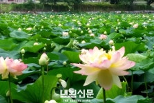 당진 면천군수 재임 당시 수축한 골정지에 연꽃 가득:내외신문 ≪내외신문≫ 당진 면천군수 재임 당시 수축한 골정지에 연꽃 가득