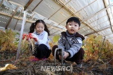 튼실한 풍기인삼 내 손으로 직접 캐자! | 뉴스로