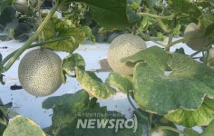 천안 수신면, 가을멜론 본격 출하! | 뉴스로