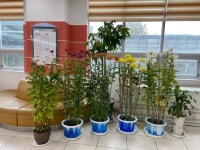 대화면 신1리 전오현씨, 대화면사무소에 직접 키운 국화꽃 기증! | 뉴스로