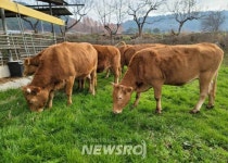 무안군, 동물복지형 녹색축산농장 적극 육성 | 뉴스로