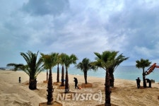 그린시티 강릉, 경포, 강문, 안목 해변에 이동식 야자수 화분 배치 | 뉴스로