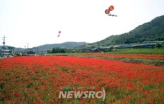 하동 북천 꽃단지‘1억 송이 꽃양귀비 활짝’ | 뉴스로