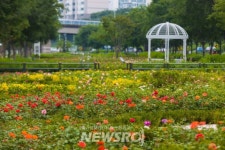 서울 광진구, 중랑천에 사시사철 장미꽃이 활짝~ ‘광진장미정원’ 조성 | 뉴스로