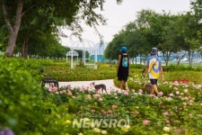 서울 광진구, 중랑천에 사시사철 장미꽃이 활짝~ ‘광진장미정원’ 조성 | 뉴스로